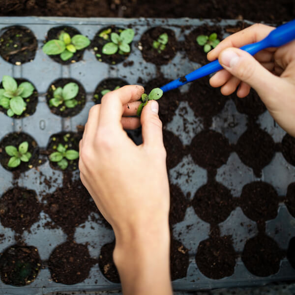 Mazi dēsti, kas simbolizē izaugsmi nākotnē